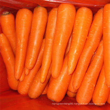 New Crop Fresh Carrot Top Quality